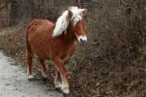 Paarden van Tenelleplas