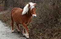 Paarden van Tenelleplas, Tenelleplas