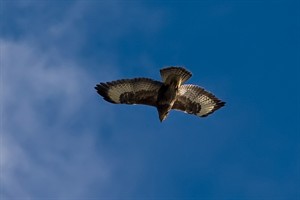 Buizerd