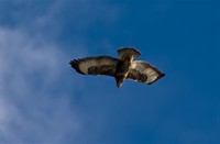 Buizerd, Neeltje Jans