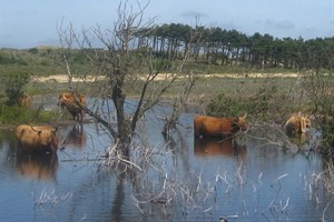 Hooglanders in het vogelmeer