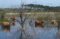 Hooglanders in het vogelmeer, Kennermerduinen, Schotse Hooglander in het vogelmeer