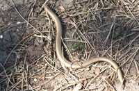 Hazelworm, Kennermerduinen, Hazelworm