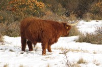 Hooglanders, Heerenduinen, Hooglanders