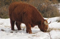 Hooglanders, Heerenduinen, Hooglanders