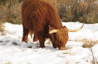 Hooglanders, Heerenduinen, Hooglanders