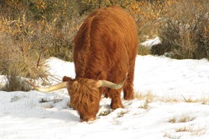 Hooglanders