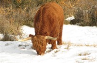 Hooglanders, Heerenduinen, Hooglanders