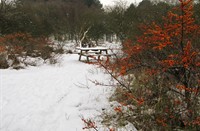 Bankje bij de duindoorns, Heerenduinen, Bankje bij de duindoorns