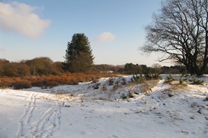 Duindoorns in de duinen