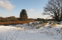 Duindoorns in de duinen, Heerenduinen, Duindoorn