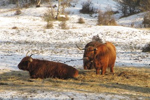 Bij voeren van de Hooglanders