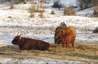 Bij voeren van de Hooglanders, Heerenduinen, Hooglanders