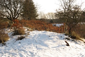 Duindoorns in de duinen