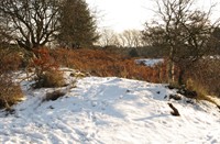 Duindoorns in de duinen, Heerenduinen, Duindoorn