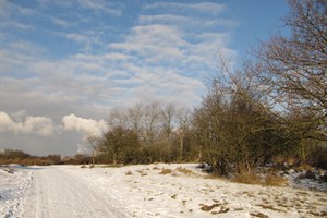 Duinen