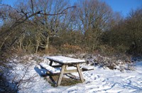 Bankje bij de duindoorns, Heerenduinen