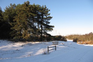 Bankje in de duinen