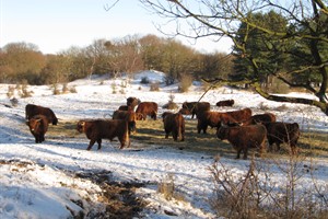 Voederplek van de Hooglanders