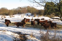 Voederplek van de Hooglanders, Heerenduinen, Hooglanders