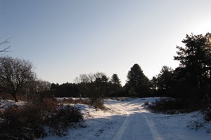 Fietspad door het duin 