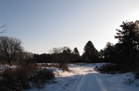 Fietspad door het duin , Heerenduinen