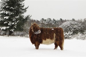 Hooglander in de sneeuw