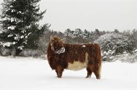 Hooglander in de sneeuw, Heerenduinen, Schotse Hooglander