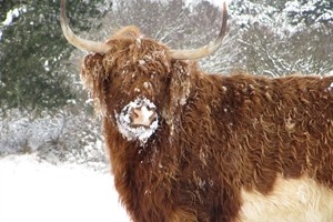 Hooglander in de sneeuw