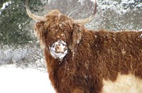 Hooglander in de sneeuw, Heerenduinen, Hooglander