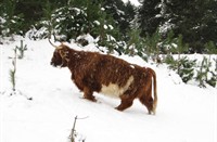 Hooglander in de sneeuw