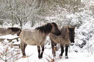 Konickpaarden