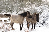 Konickpaarden, Heerenduinen, Konickpaarden