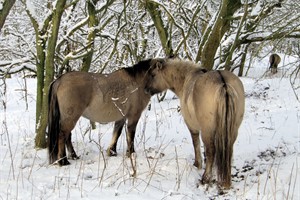 Konickpaarden