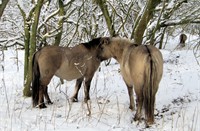 Konickpaarden, Heerenduinen, Konickpaarden