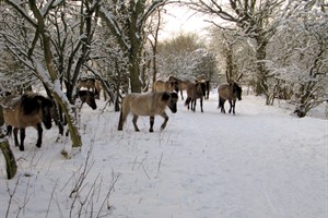 De kudde konickpaarden