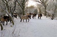 De kudde konickpaarden, Heerenduinen, Konickpaarden