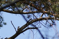 Bonte Specht, Mastbos, Grote Bonte Specht