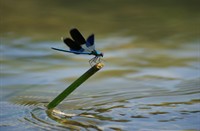 zonder titel, Jura, Frankrijk, waterjuffer