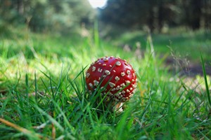 Paddestoel op de Imbosch