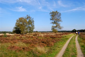 Wekeromse zand