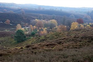 Herfst op de Posbank