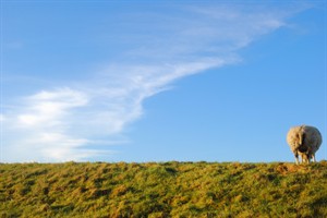 Schaap op Texelse dijk