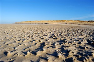 Texel