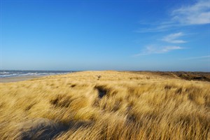 Texelse duinen