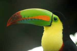 Tucan