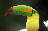 Tucan, Costa Rica, Tucan