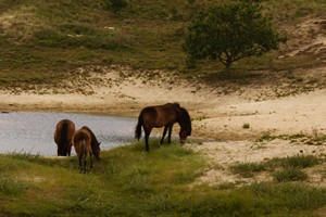 Konikpaarden in het Noordhollands duinreservaat