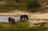 Konikpaarden in het Noordhollands duinreservaat, Noordhollands Duinreservaat