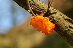 Gele trilzwam (Tremella mesenterica)